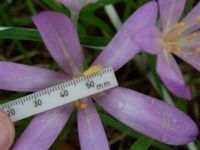 Colchicum laetum Ulricedal, Malmö, Skåne, Sweden 20190928_0005