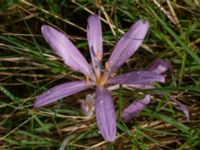 Colchicum laetum Ulricedal, Malmö, Skåne, Sweden 20190928_0010