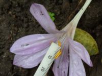 Colchicum laetum Ulricedal, Malmö, Skåne, Sweden 20190928_0045