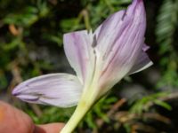 Colchicum speciosum Bastionen Carl Gustav, Slottsparken, Malmö, Skåne, Sweden 20240921_0016