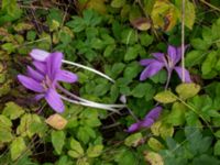 Colchicum speciosum Ulricedal, Malmö, Skåne, Sweden 20190928_0011