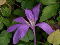 Colchicum speciosum Ulricedal, Malmö, Skåne, Sweden 20190928_0013