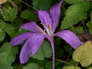 Colchicum speciosum - Prakttidlösa