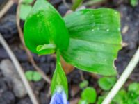 Commelina communis Jaktmarksgatan 30, Lund, Skåne, Sweden 20240924_0004