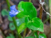 Commelina communis Jaktmarksgatan 30, Lund, Skåne, Sweden 20240924_0005