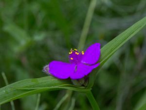 Tradescantia virginiana - Virginia Spiderwort - Tremastarblomma