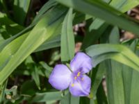 Tradescantia virginiana Ärtholmens sommarstad, Malmö, Skåne, Sweden 20240604_0069