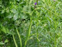 Tradescantia virginiana Östra kyrkogården, Malmö, Skåne, Sweden 20190611_0020