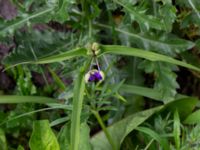 Tradescantia virginiana Östra kyrkogården, Malmö, Skåne, Sweden 20190611_0021