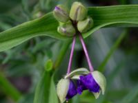 Tradescantia virginiana Östra kyrkogården, Malmö, Skåne, Sweden 20190611_0022