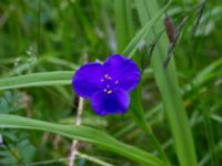 Tradescantia virginiana Ekologihuset, Lund, Skåne, Sweden 20170622_0025