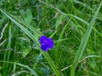 Tradescantia virginiana Ekologihuset, Lund, Skåne, Sweden 20170622_0027