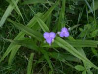 Tradescantia virginiana Ekologihuset, Lund, Skåne, Sweden 20170622_0029