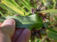 Tradescantia virginiana Hamnutfyllnaden, Halmstad, Halland, Sweden 20190606_0097