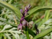 Tradescantia virginiana Hamnutfyllnaden, Halmstad, Halland, Sweden 20190606_0098