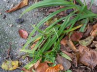 Tradescantia virginiana Svedalavägen 136, Toarp, Malmö, Skåne, Sweden 20231119_0017