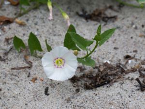 Convolvulus arvensis - Field Bindweed - Åkervinda