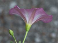 Convolvulus arvensis Onsjögatan, Lund, Skåne, Sweden 20160608_0048