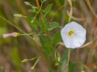 Convolvulus arvensis Terekudden, Bunkeflo strandängar, Malmö, Skåne, Sweden 20230630_0062