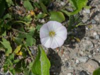 Convolvulus arvensis ssp. arvensis Limhamns kalkbrott, Malmö, Skåne, Sweden 20150623_0038