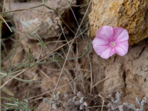 Convolvulus cantabrica - Cantabrican Morning Glory - Skaftvinda