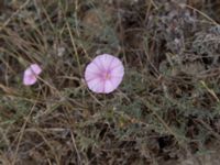 Convolvulus cantabrica Balaklava, Crimea, Russia 20150914_0214