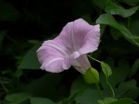 Convolvulus dubius Jan Waldenströms gata 19, Malmö, Skåne, Sweden 20160608_0009