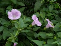 Convolvulus dubius Jan Waldenströms gata 19, Malmö, Skåne, Sweden 20160608_0011