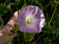 Convolvulus dubius Jordhögar S grodreservatet, Norra hamnen, Malmö, Skåne, Sweden 20170625_0067