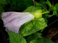 Convolvulus dubius Prästbonnaskogens NR, Tjörnarp, Höör, Skåne, Sweden 20180826_0039