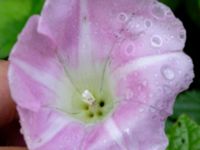 Convolvulus dubius Prästbonnaskogens NR, Tjörnarp, Höör, Skåne, Sweden 20180826_0043