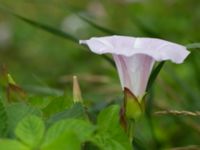 Convolvulus dubius Svanetorpsvägen, Åkarp, Lomma, Skåne, Sweden 20160626_0010