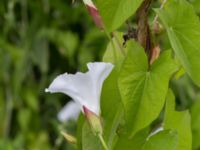 Convolvulus sepium Utögatan, Norra hamnen, Malmö, Skåne, Sweden 20170625_0083