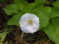 Convolvulus sepium ssp. sepium Ulricedal, Malmö, Skåne, Sweden 20190618_0028