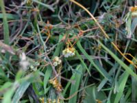 Cuscuta campestris P-ficka, Sösdala, Hässleholm, Skåne, Sweden 20180826_0054