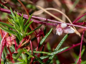 Cuscuta epithymum - Common Dodder - Ljungsnärja