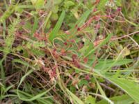 Cuscuta epithymum var. epithymum Borrebacke, Malmö, Skåne, Sweden 20170704_0068