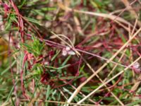 Cuscuta epithymum var. epithymum Borrebacke, Malmö, Skåne, Sweden 20180624_0061