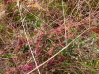 Cuscuta epithymum var. epithymum Borrebacke, Malmö, Skåne, Sweden 20180624_0083