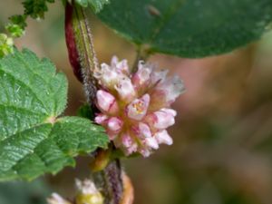 Cuscuta europaea - Greater Dodder - Nässelsnärja