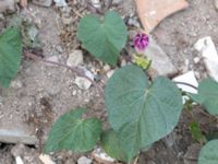 Ipomoea purpurea Jordhögar S grodreservatet, Norra hamnen, Malmö, Skåne, Sweden 20160822_0025