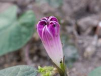 Ipomoea purpurea Jordhögar S grodreservatet, Norra hamnen, Malmö, Skåne, Sweden 20160822_0026