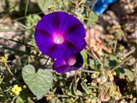 Ipomoea purpurea Jordhögar S grodreservatet, Norra hamnen, Malmö, Skåne, Sweden 20160924_0049