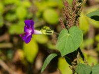 Ipomoea purpurea Svirskoye ushele, Lazarevskoye, Krasnodar, Russia 20160913_1063