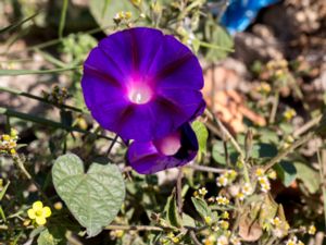 Ipomoea purpurea - Common Morningglory - Purpurvinda