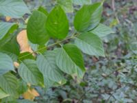 Cornus alba Gyllins trädgård, Malmö, Skåne, Sweden 20171028_0022