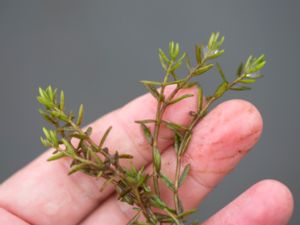 Crassula helmsii - Swamp Stonecrop - Sydfyrling