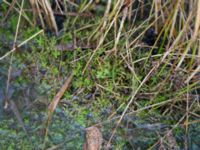 Crassula helmsii Damm Berga, Helsingborg, Skåne, Sweden 20161105_0010