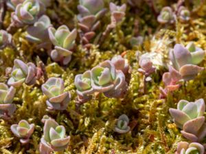 Hylotelephium ewersii - Pink Mongolian Stonecrop - Mongoliskt fetblad