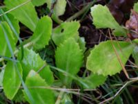 Hylotelephium spectabile × telephium 725 m SV Krokeholm, Hörby, Skåne, Sweden 20190927_0003